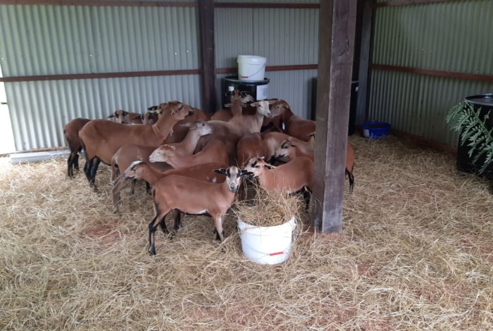 In Kourou, French Guiana, around a dozen sheep